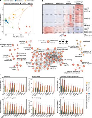 Transcriptional profiling specifies the pathogen-specific human host response to infectious keratitis